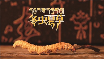 那曲新鮮冬蟲(chóng)夏草什么時(shí)候采挖？